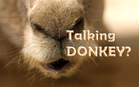 The Night the Donkey Spoke – A Bewitching Tale of Talking Beasts and Village Intrigue!