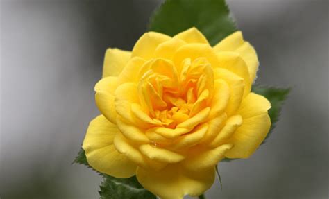 Yellow Rose of Texas! A Journey Through Love, Loss, and the Lone Star State