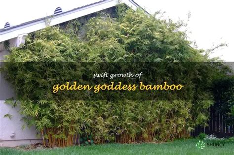  The Golden Bamboo: A Story Filled With Mystery and Transformation From Ancient Philippines!