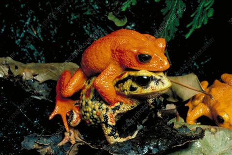  The Golden Toad - A Brazilian Folk Tale That Hops Between Reality and Fantasy!