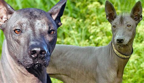  Xoloitzcuintli: Khám Phá Con Chó Ma Mười Hai Thế Kỷ ở Mexico!